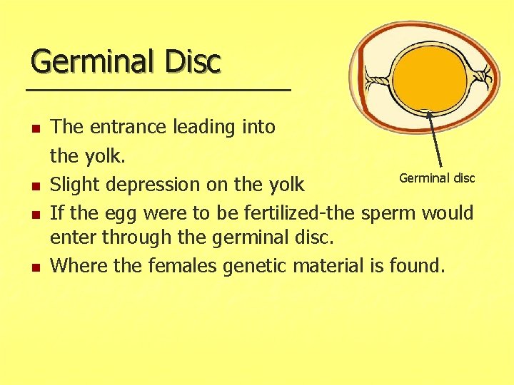 Germinal Disc n n The entrance leading into the yolk. Germinal disc Slight depression