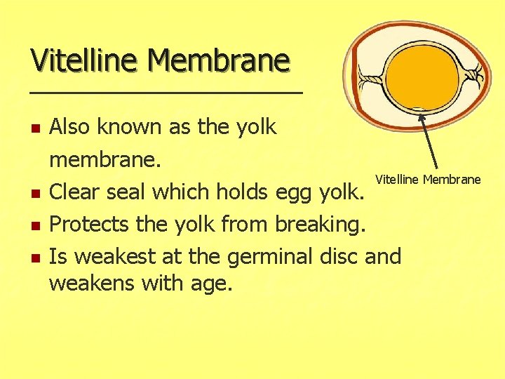 Vitelline Membrane n n Also known as the yolk membrane. Vitelline Membrane Clear seal