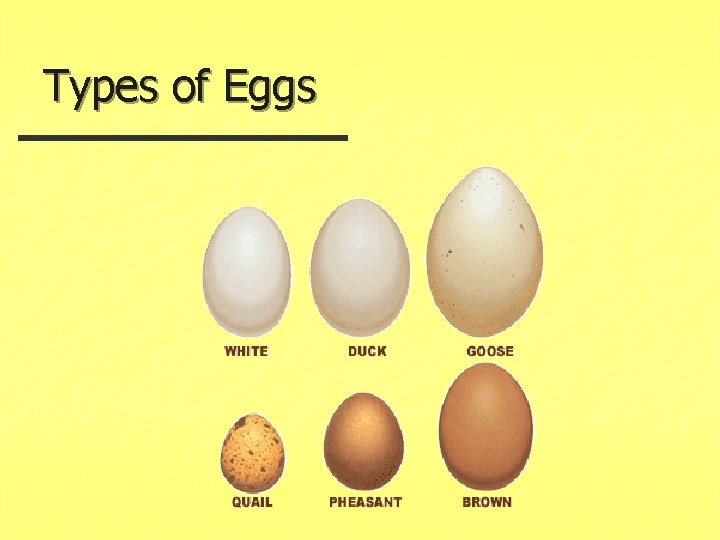 Types of Eggs 