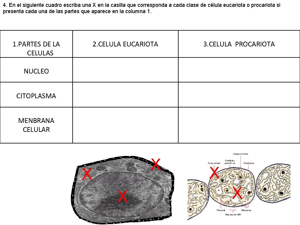 4. En el siguiente cuadro escriba una X en la casilla que corresponda a