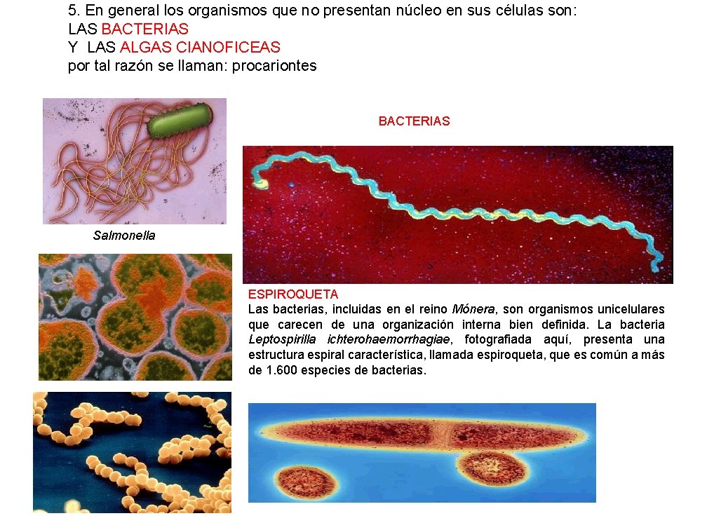 5. En general los organismos que no presentan núcleo en sus células son: LAS