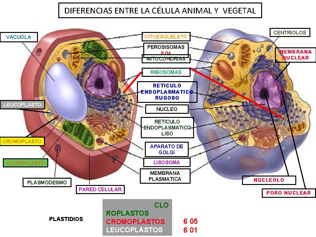 DIFERENCIAS ENTRE LA CÉLULA ANIMAL Y VEGETAL CITOESQUELETO VACUOLA PEROSISOMAS 6 04 MITOCONDRIAS CENTRIOLOS