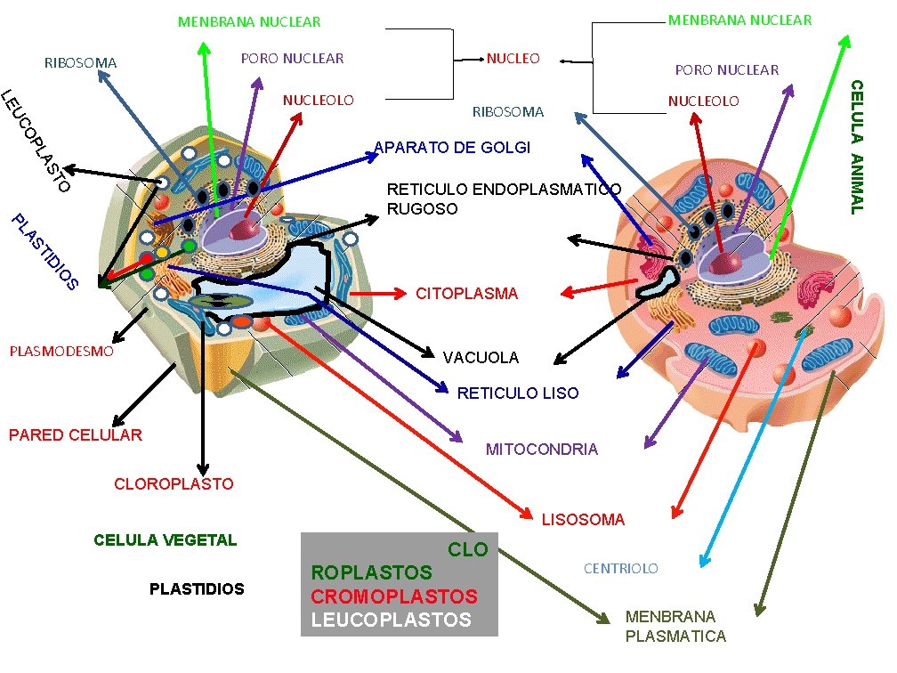 MENBRANA NUCLEAR PORO NUCLEAR RIBOSOMA PORO NUCLEAR NUCLEOLO RIBOSOMA ST LA APARATO DE GOLGI