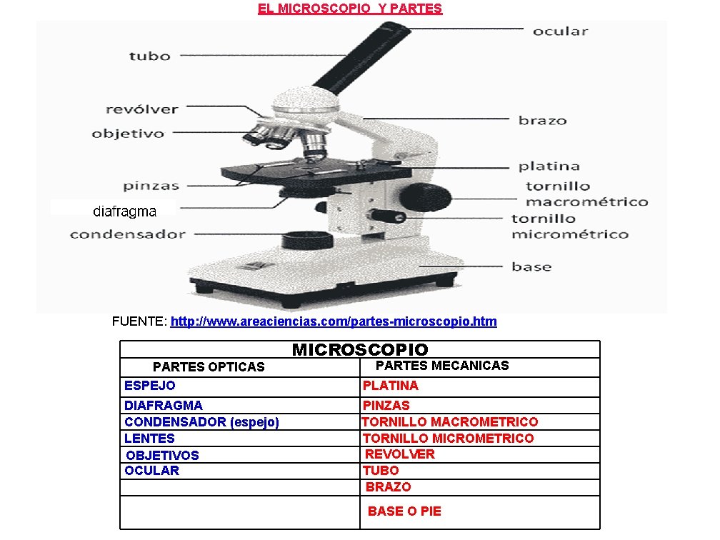 EL MICROSCOPIO Y PARTES FUENTE: http: //www. areaciencias. com/partes-microscopio. htm PARTES OPTICAS ESPEJO DIAFRAGMA