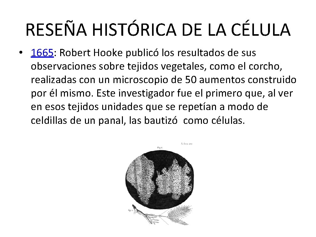 RESEÑA HISTÓRICA DE LA CÉLULA • 1665: Robert Hooke publicó los resultados de sus