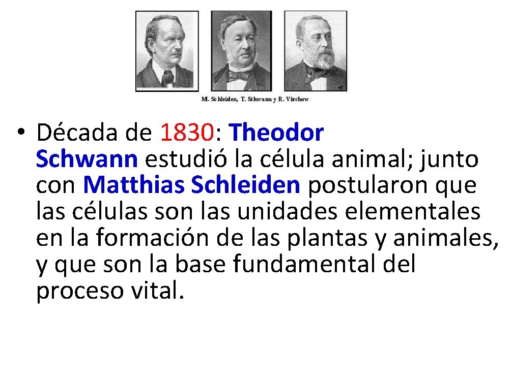  • Década de 1830: Theodor Schwann estudió la célula animal; junto con Matthias