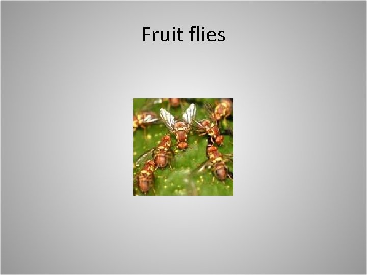 Fruit flies 