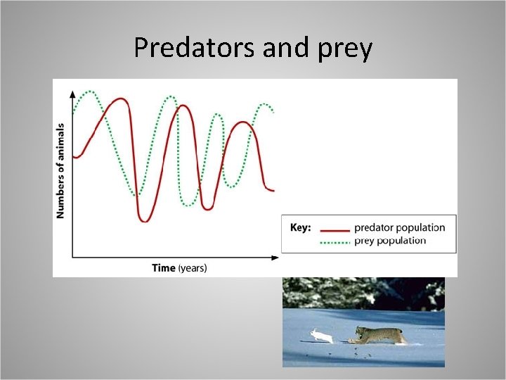 Predators and prey 