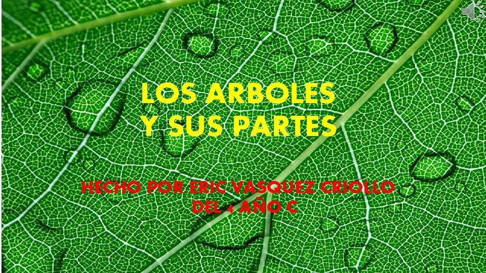 LOS ARBOLES Y SUS PARTES HECHO POR ERIC VASQUEZ CRIOLLO DEL 4 AÑO C