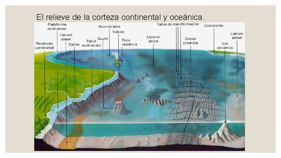 El relieve de la corteza continental y oceánica. 