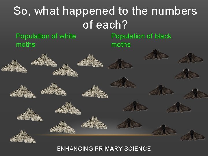 So, what happened to the numbers of each? Population of white moths Population of