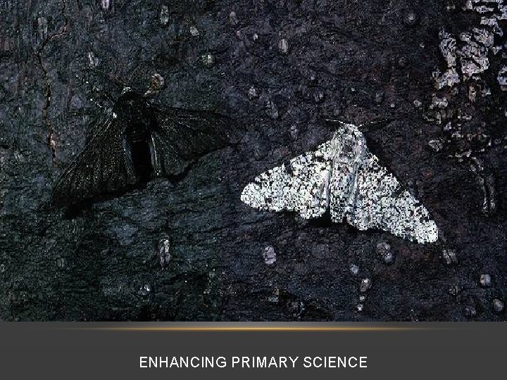 ENHANCING PRIMARY SCIENCE 