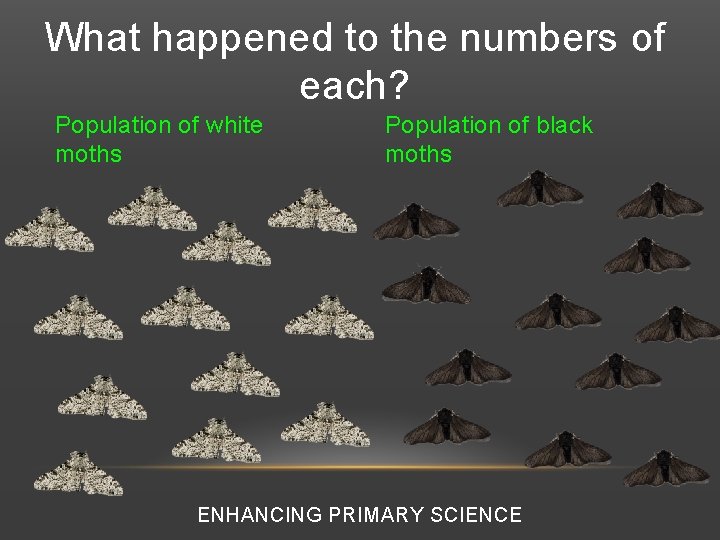 What happened to the numbers of each? Population of white moths Population of black