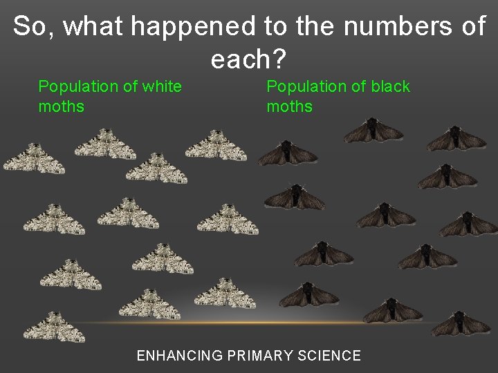 So, what happened to the numbers of each? Population of white moths Population of