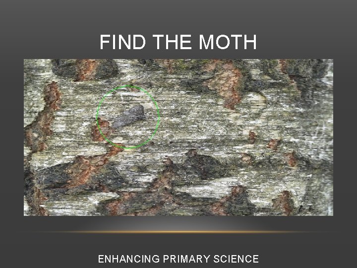 FIND THE MOTH ENHANCING PRIMARY SCIENCE 