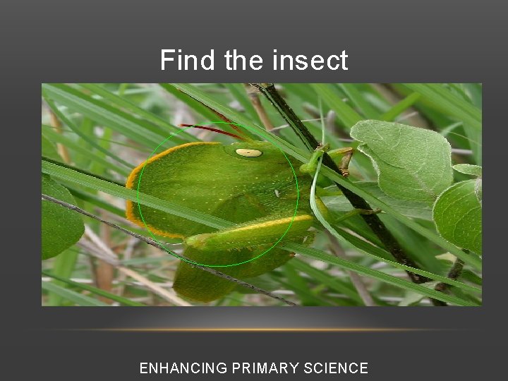 Find the insect ENHANCING PRIMARY SCIENCE 