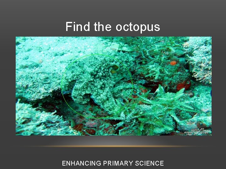 Find the octopus ENHANCING PRIMARY SCIENCE 