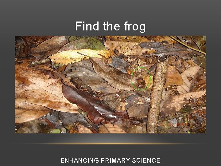 Find the frog ENHANCING PRIMARY SCIENCE 