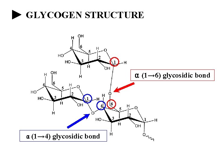 GLYCOGEN STRUCTURE 4 6 5 2 3 1 α (1→ 6) glycosidic bond 4