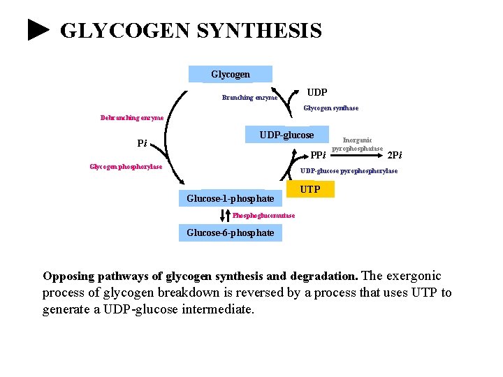 GLYCOGEN SYNTHESIS Glycogen Branching enzyme UDP Glycogen synthase Debranching enzyme Pi UDP-glucose PPi Glycogen