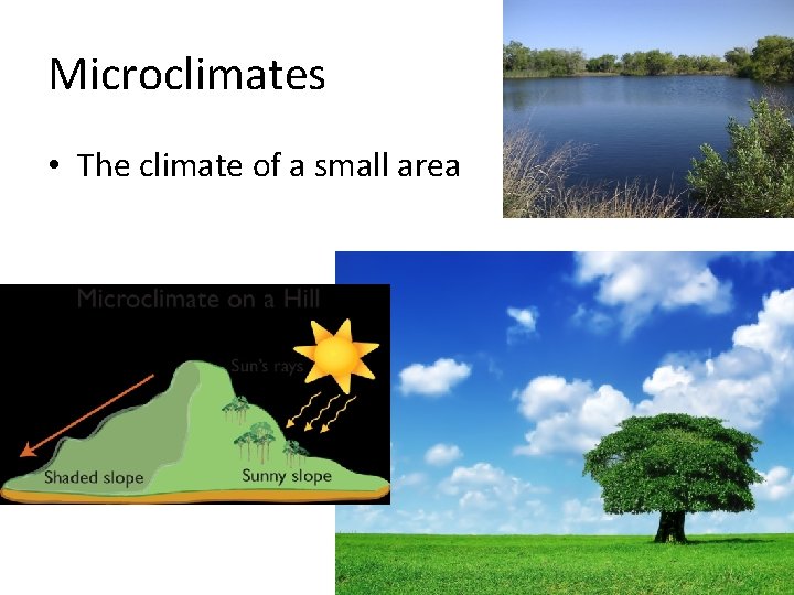 Microclimates • The climate of a small area Microclimates • The climate of a small area