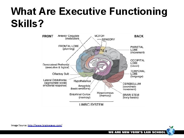 What Are Executive Functioning Skills? Image Source: http: //www. brainwaves. com/ 