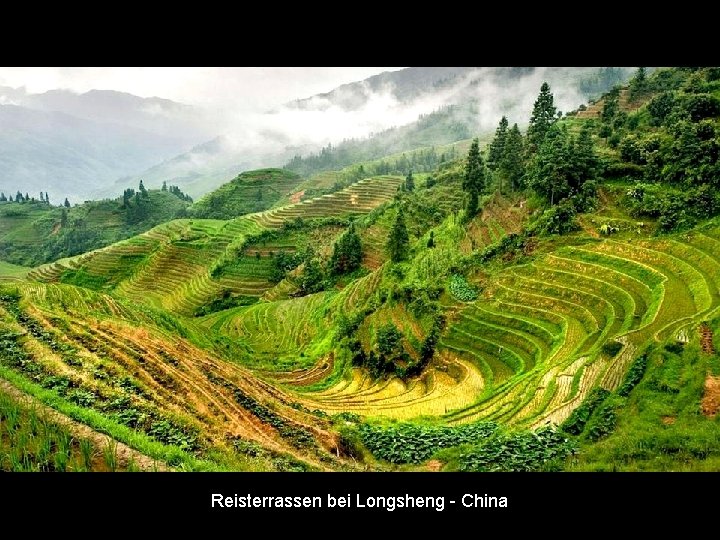 Reisterrassen bei Longsheng - China 