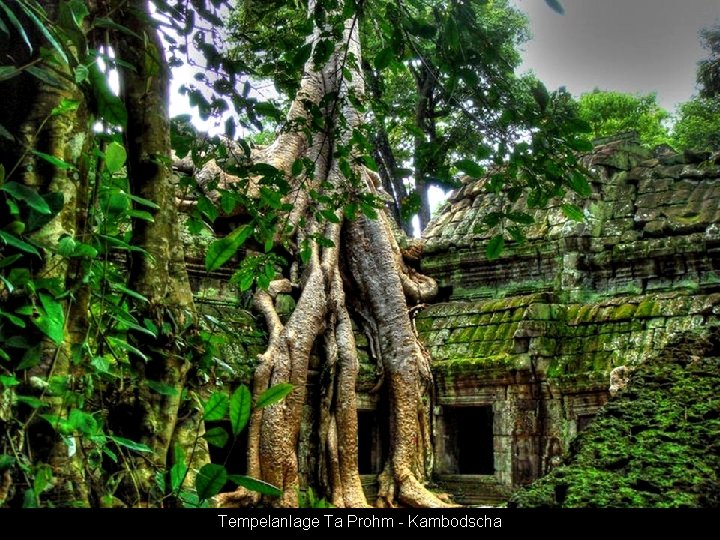 Tempelanlage Ta Prohm - Kambodscha 