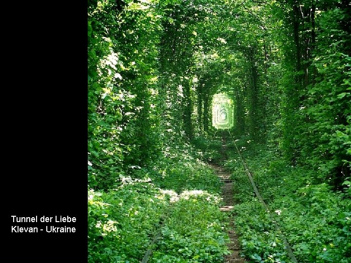 Tunnel der Liebe Klevan - Ukraine 
