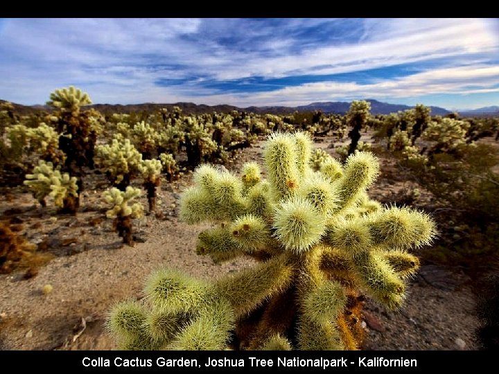 Colla Cactus Garden, Joshua Tree Nationalpark - Kalifornien 