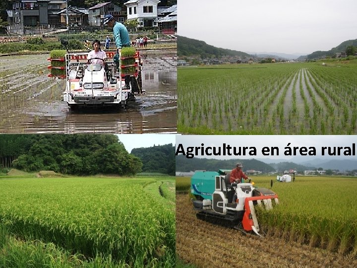 Agricultura en área rural 
