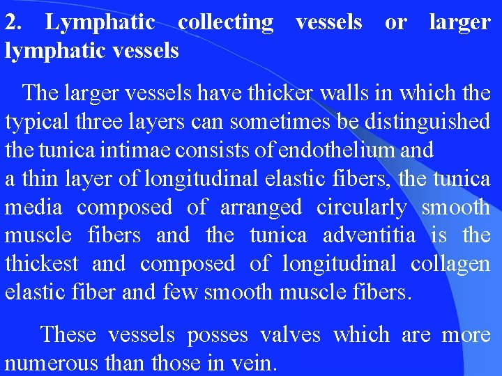 2. Lymphatic collecting vessels or larger lymphatic vessels The larger vessels have thicker walls