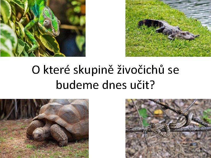 O které skupině živočichů se budeme dnes učit? 