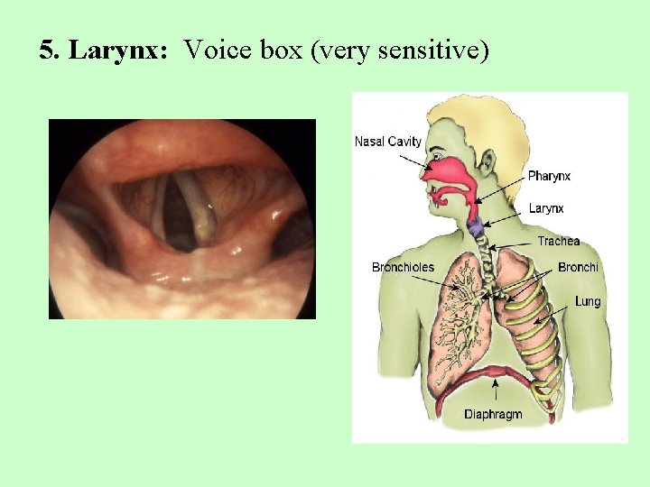 5. Larynx: Voice box (very sensitive) 