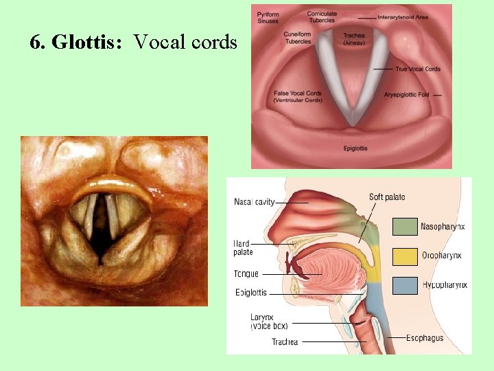 6. Glottis: Vocal cords 