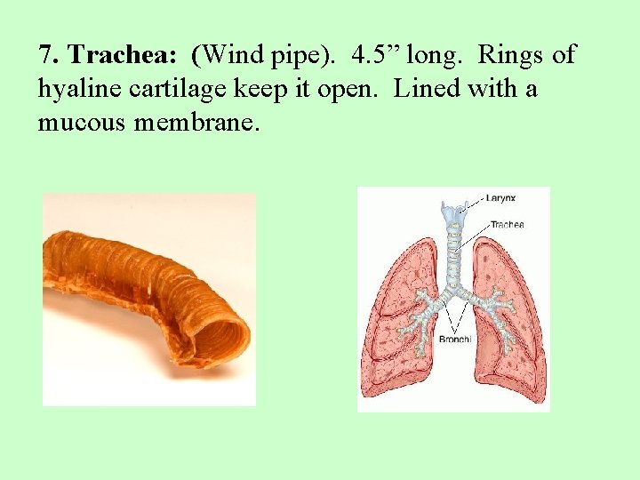 7. Trachea: (Wind pipe). 4. 5” long. Rings of hyaline cartilage keep it open.