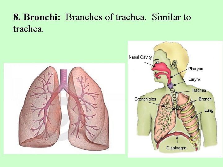 8. Bronchi: Branches of trachea. Similar to trachea. 