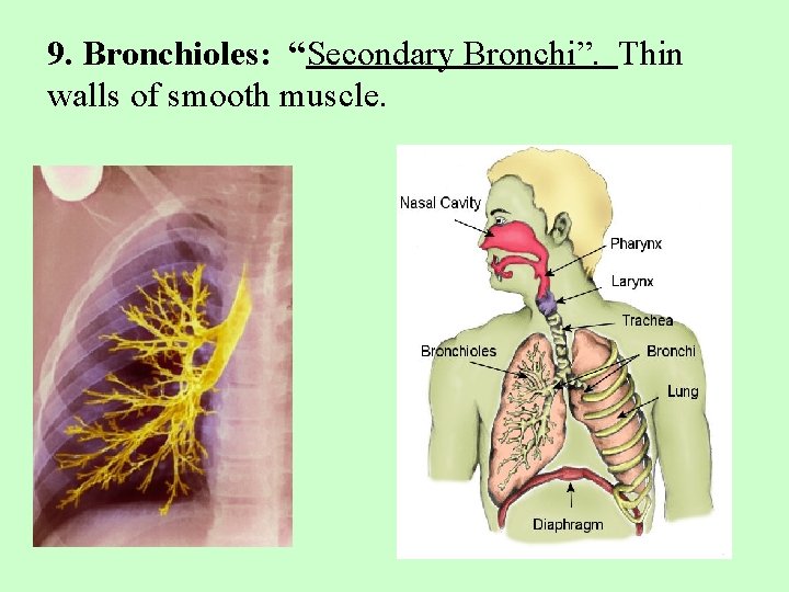9. Bronchioles: “Secondary Bronchi”. Thin walls of smooth muscle. 