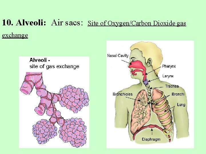 10. Alveoli: Air sacs: exchange Site of Oxygen/Carbon Dioxide gas 