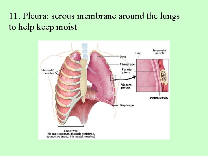 11. Pleura: serous membrane around the lungs to help keep moist 