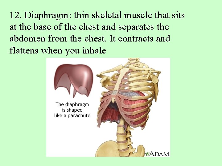 12. Diaphragm: thin skeletal muscle that sits at the base of the chest and