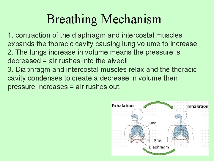 Breathing Mechanism 1. contraction of the diaphragm and intercostal muscles expands the thoracic cavity