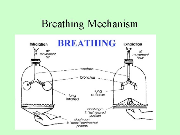 Breathing Mechanism 