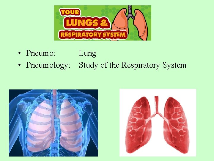  • Pneumo: Lung • Pneumology: Study of the Respiratory System 