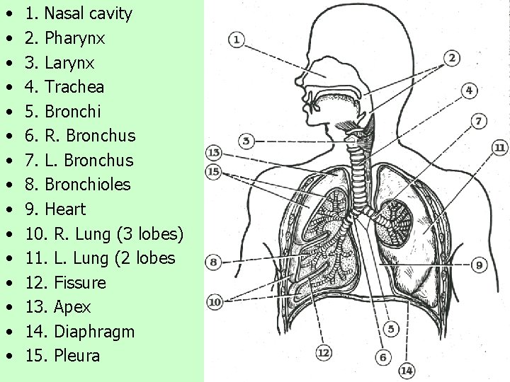  • • • • 1. Nasal cavity 2. Pharynx 3. Larynx 4. Trachea