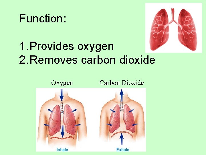 Function: 1. Provides oxygen 2. Removes carbon dioxide Oxygen Carbon Dioxide 
