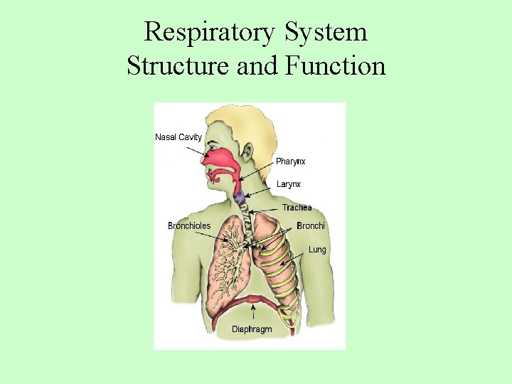 Respiratory System Structure and Function 
