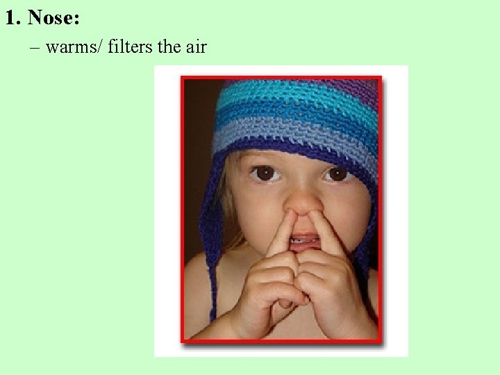 1. Nose: – warms/ filters the air 