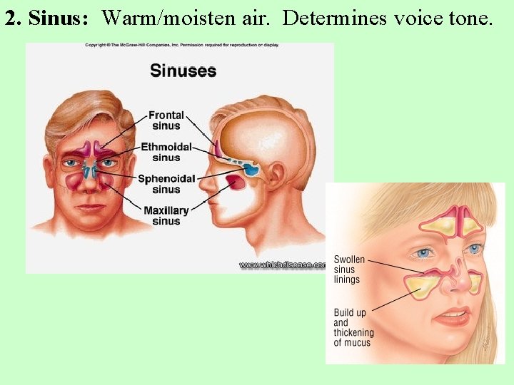 2. Sinus: Warm/moisten air. Determines voice tone. 