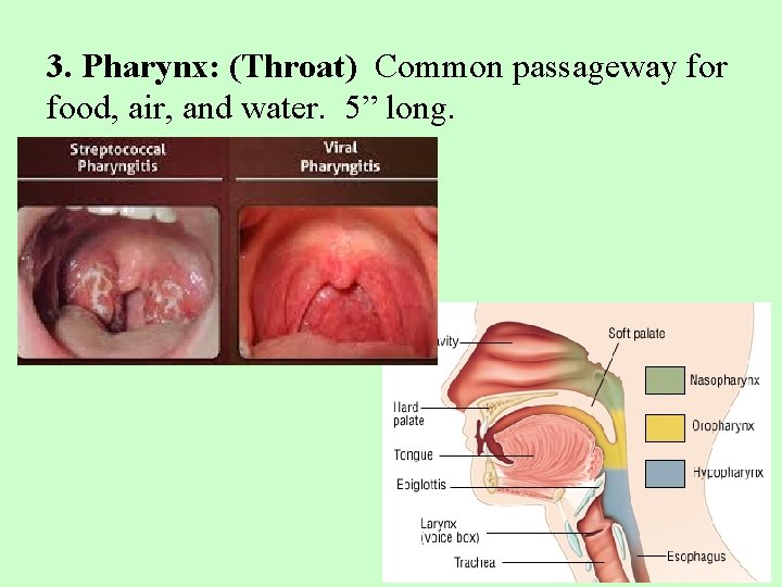 3. Pharynx: (Throat) Common passageway for food, air, and water. 5” long. 